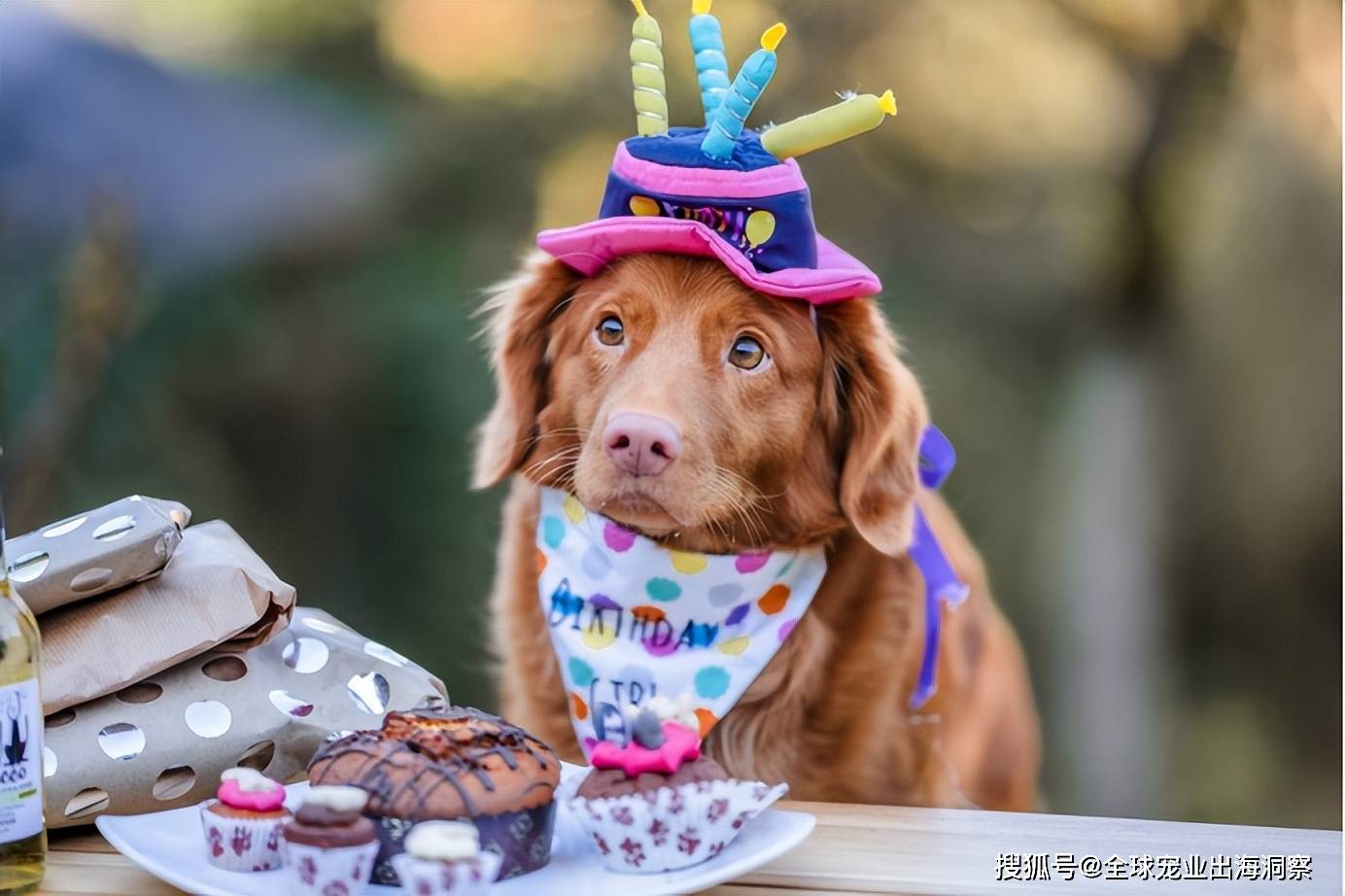 给宠物过生日好奢华都在买这些礼物开元棋牌app英国人也太会了！(图7)